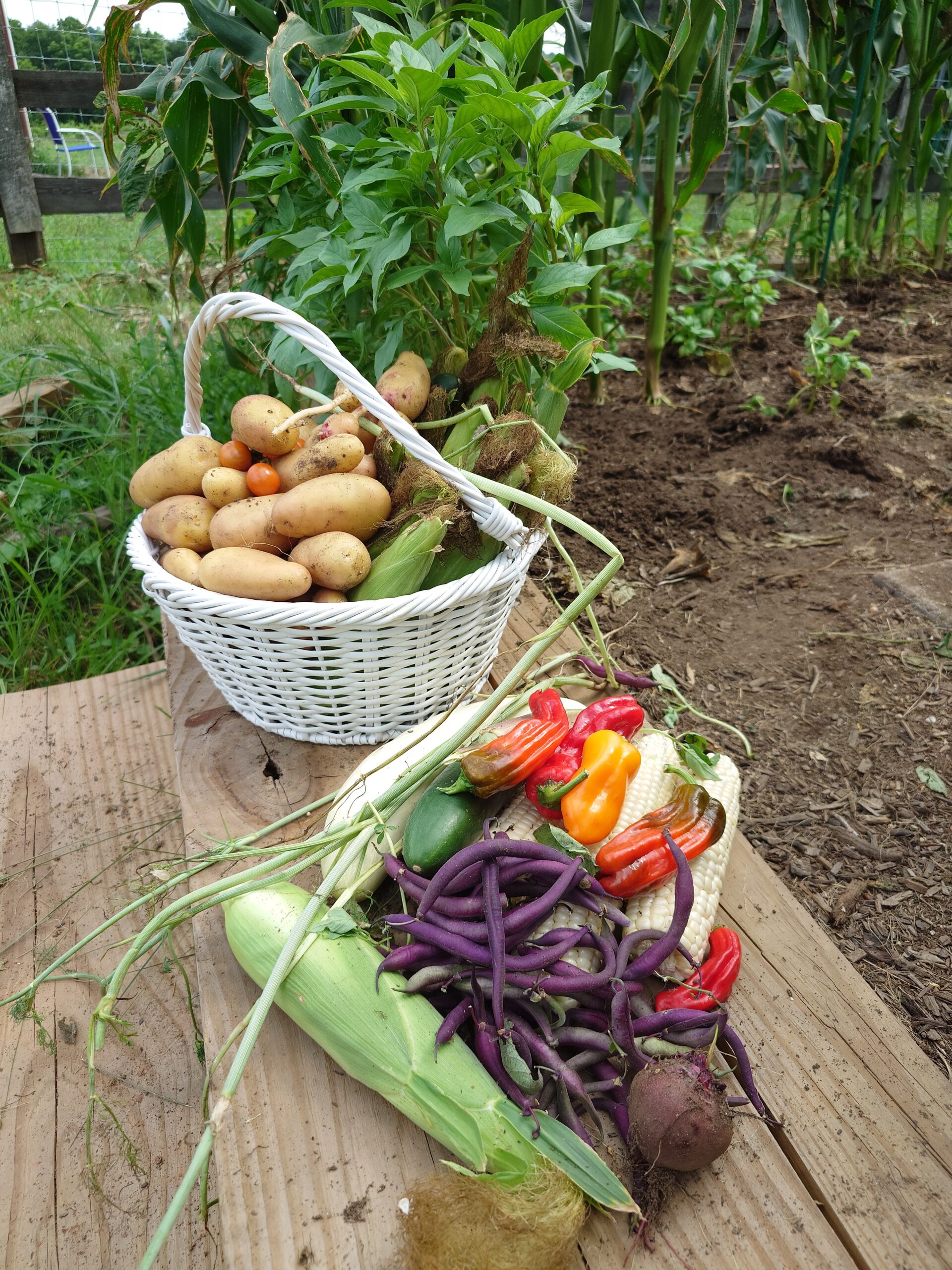 Farm-to-Fork Garden
